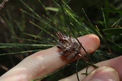 Cylindrococcus spiniferus