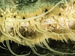 Pecten novaezelandiae