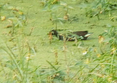 Gallinula chloropus
