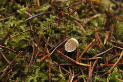 Panellus mitis