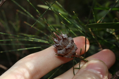 Cylindrococcus spiniferus