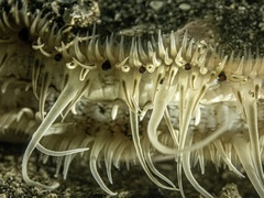 Pecten novaezelandiae
