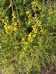 Acmispon glaber glaber