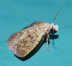 Cerynea trogobasis