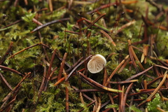 Panellus mitis