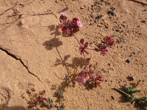 Image of Frankenia pulverulenta by (c) Christian Berg, some rights reserved (CC BY)