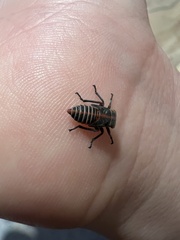 Eurymeloides pulchra