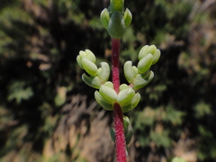 Caroxylon tetrandrum