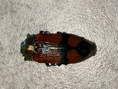 Castiarina scalaris