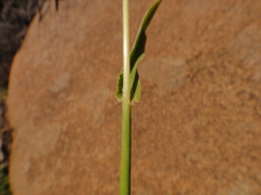 Digitaria nodosa