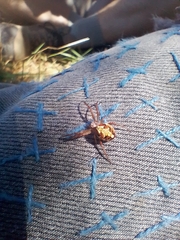 Novaranea queribunda