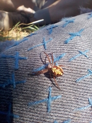 Novaranea queribunda