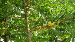 Duranta erecta