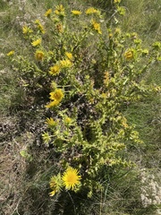 Berkheya radula