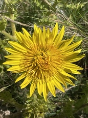 Berkheya radula