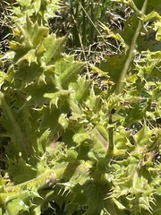 Berkheya radula
