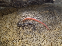 Vanzosaura multiscutata