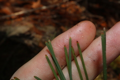 Lomandra glauca