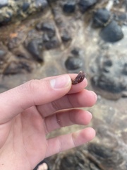 Monetaria caputophidii