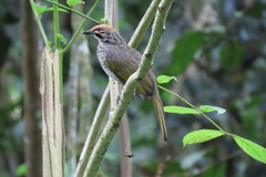 Pycnonotus zeylanicus