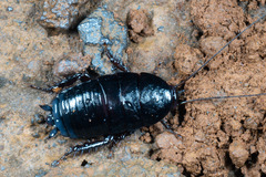 Blattoidae