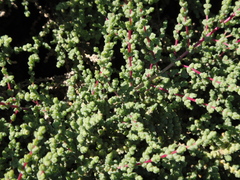 Caroxylon tetrandrum