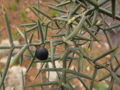 Asparagus horridus image