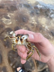 Grapsus tenuicrustatus