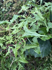 Rumex sagittatus