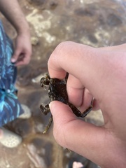 Grapsus tenuicrustatus