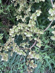 Rumex sagittatus