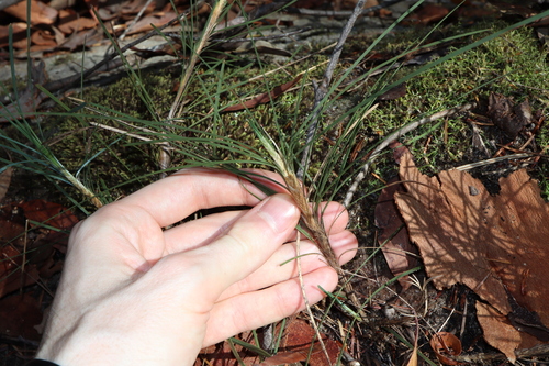 Image of Lomandra glauca by (c) Thomas Mesaglio, some rights reserved (CC BY)