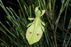 Trolicaphyllium brachysoma