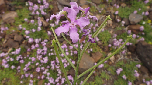 Image of Matthiola bolleana by (c) Christian Berg, some rights reserved (CC BY)