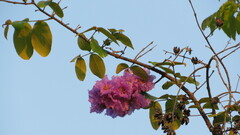 Lagerstroemia speciosa