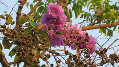 Lagerstroemia speciosa