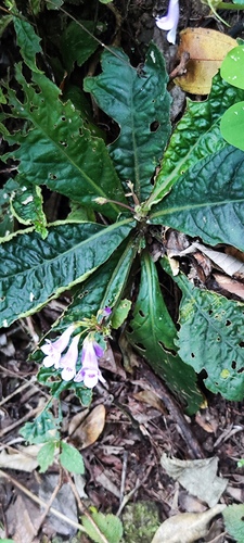 Tetranema roseum, photograph 2