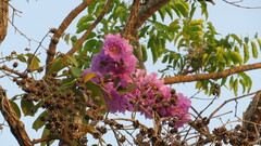 Lagerstroemia speciosa