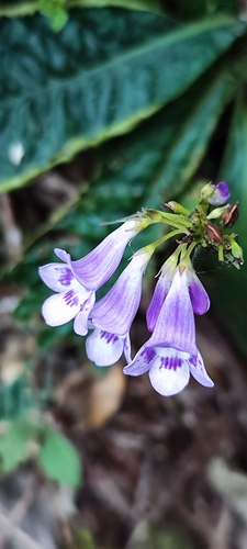 Mexican foxglove (Tetranema roseum)