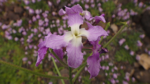 Image of Matthiola bolleana by (c) Christian Berg, some rights reserved (CC BY)