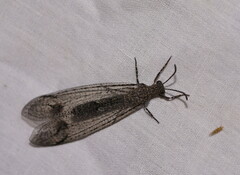 Glenoleon meteoricus