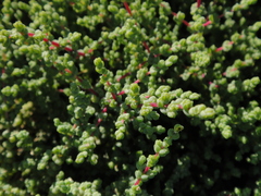 Caroxylon tetrandrum