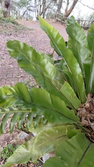Asplenium setoi