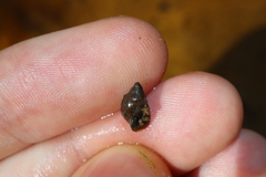 Amphipepleinae