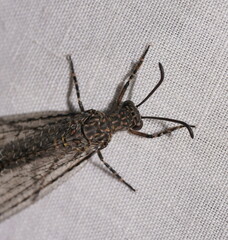 Glenoleon meteoricus