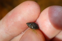 Amphipepleinae