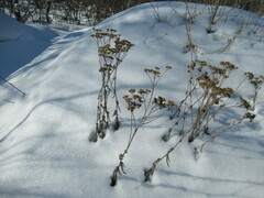 Achillea asiatica
