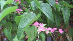 Magnoliopsida