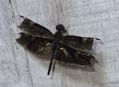 Rhyothemis obsolescens