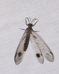 Glenoleon meteoricus